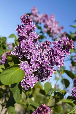 Sering Syringa vulgaris 'Sensation' struik 100-125 C20 Syringa vulgaris 'Sensation' struik 100-125 cm