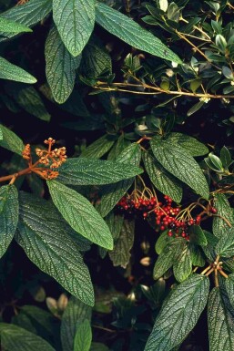 Viburnum rhytidophyllum struik 125-150 cm