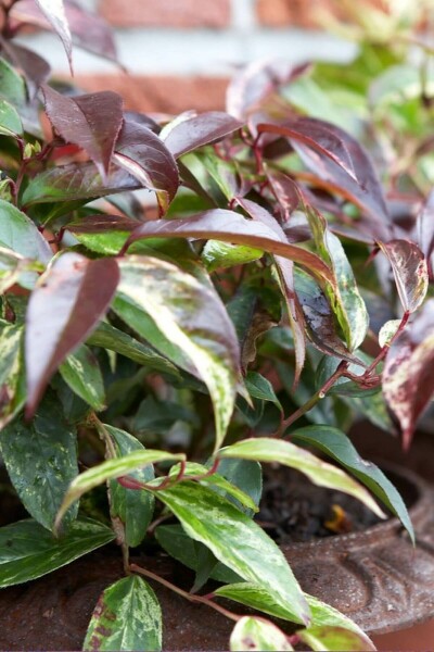 Leucothoe fontanesiana 'Rainbow' C2 25-30