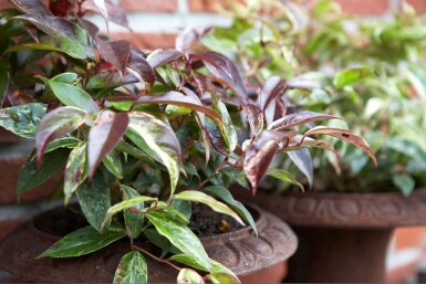 Druifheide Leucothoe fontanesiana 'Rainbow' Pot Leucothoe fontanesiana 'Rainbow'