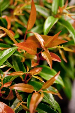 Druifheide Leucothoe keiskei 'Royal Ruby' Pot Leucothoe keiskei 'Royal Ruby' struik