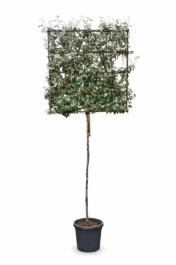 Elaeagnus ebbingei leiboom 10/12 190cm stam 150b x 120h