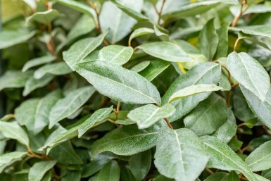 Elaeagnus ebbingei leiboom 10/12 190cm stam 150b x 120h