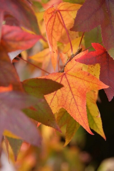 Liquidambar styraciflua 'Worplesdon' C4 50-60