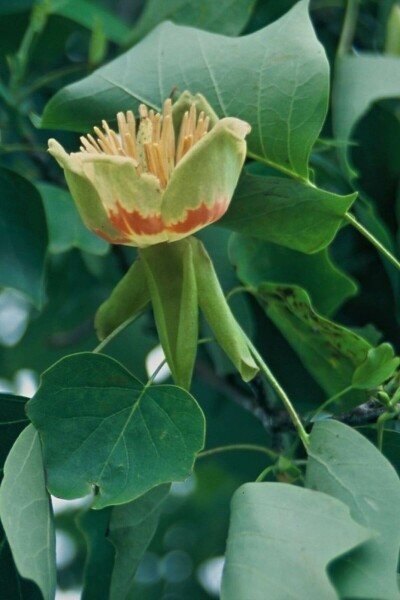 Amerikaanse tulpenboom Liriodendron tulipifera struik 60-80 C5 Liriodendron tulipifera struik 60-80 cm
