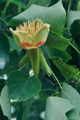 Amerikaanse tulpenboom Liriodendron tulipifera Pot Liriodendron tulipifera
