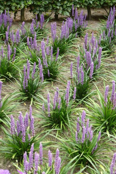Liriope muscari 'Moneymaker' Multipack 6-stuks