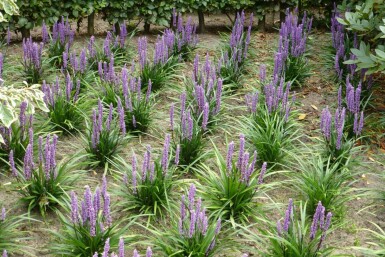 Liriope muscari 'Moneymaker' Multipack 6-stuks