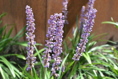 Liriope muscari 'Moneymaker' Multipack 6-stuks