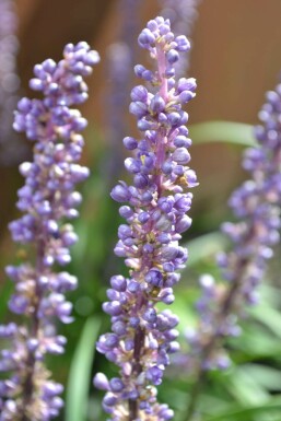Liriope muscari 'Moneymaker' Multipack 6-stuks