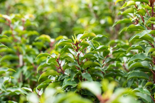 Prunus lusitanica 'Brenelia'