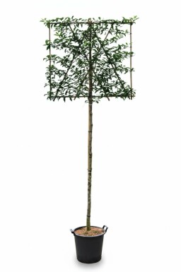 Prunus lusitanica 'Brenelia' leiboom 8/10 180cm stam 150b x 120h