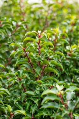 Prunus lusitanica 'Brenelia' leiboom 8/10 180cm stam 150b x 120h