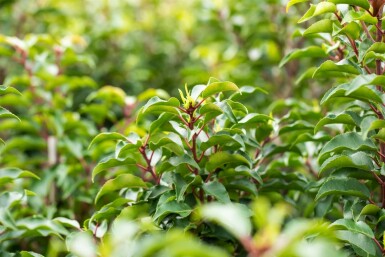 Prunus lusitanica 'Brenelia' leiboom 8/10 180cm stam 150b x 120h