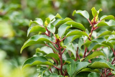 Prunus lusitanica 'Brenelia' leiboom 8/10 180cm stam 150b x 120h