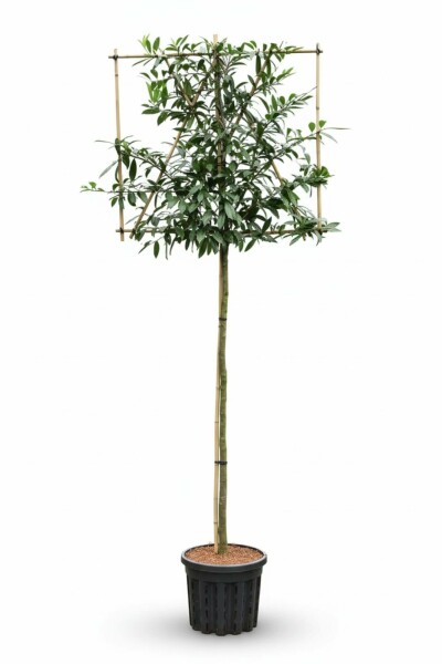 Prunus laurocerasus 'Caucasica' leiboom 8/10 150cm stam 120b x 120h