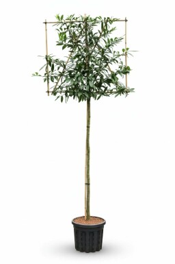 Prunus laurocerasus 'Caucasica' leiboom 8/10 150cm stam 120b x 120h
