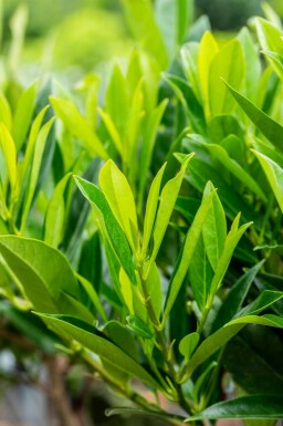 Prunus laurocerasus 'Caucasica' leiboom 8/10 150cm stam 120b x 120h