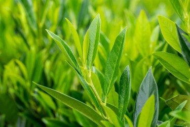 Prunus laurocerasus 'Caucasica' leiboom 8/10 150cm stam 120b x 120h