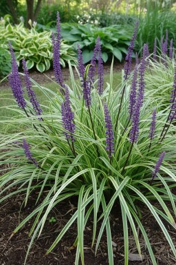 Leliegras Liriope muscari 'Silvery Sunproof' Pot Liriope muscari 'Silvery Sunproof'