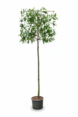 Prunus laurocerasus 'Novita' leiboom 8/10 150cm stam 120b x 120h