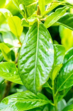 Prunus laurocerasus 'Novita' leiboom 8/10 150cm stam 120b x 120h