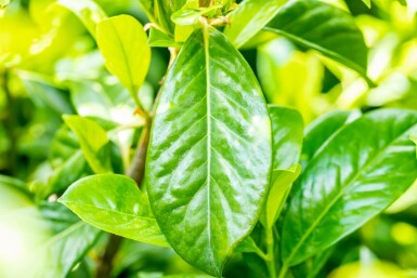 Prunus laurocerasus 'Novita' leiboom 8/10 150cm stam 120b x 120h