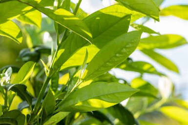 Prunus laurocerasus 'Novita' leiboom 8/10 150cm stam 120b x 120h