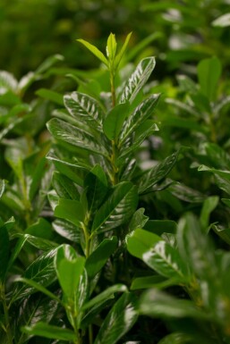 Prunus laurocerasus 'Novita' leiboom 8/10 150cm stam 120b x 120h