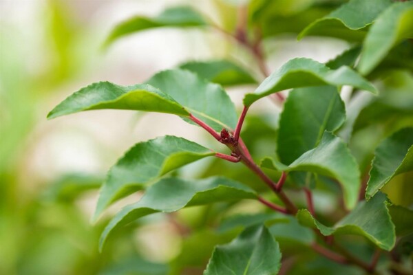 Prunus lusitanica 'Angustifolia'