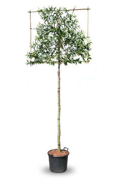Prunus lusitanica 'Angustifolia' leiboom 10/12 100cm stam 150b x 120h
