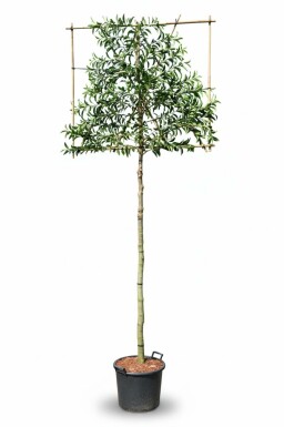 Prunus lusitanica 'Angustifolia' leiboom 10/12 100cm stam 150b x 120h