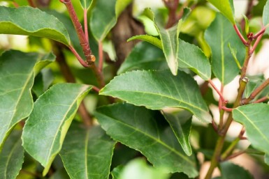 Prunus lusitanica 'Angustifolia' leiboom 10/12 100cm stam 150b x 120h