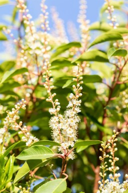 Prunus lusitanica 'Angustifolia' leiboom 10/12 100cm stam 150b x 120h
