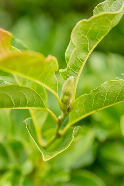 Magnolia kobus leiboom 10/12 180cm stam 150b x 120h