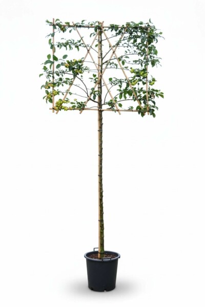 Malus 'Red Sentinel' leiboom 10/12 200cm stam 150b x 120h