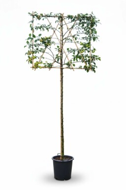Malus 'Red Sentinel' leiboom 10/12 200cm stam 150b x 120h