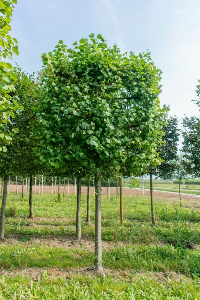 Tilia cordata 'Greenspire' leiboom 10/12 180cm stam 150b x 120h