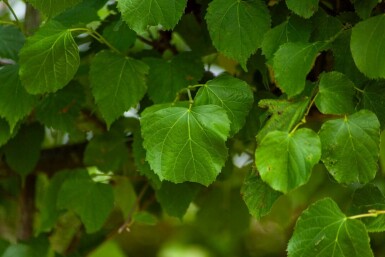 Tilia cordata 'Greenspire' leiboom 10/12 180cm stam 150b x 120h
