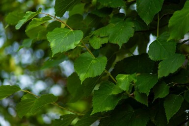 Tilia cordata 'Greenspire' leiboom 10/12 180cm stam 150b x 120h