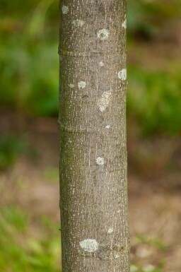 Tilia cordata 'Greenspire' leiboom 10/12 180cm stam 150b x 120h