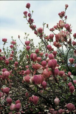 Beverboom Magnolia soulangeana 'Lennei' Pot Magnolia soulangeana 'Lennei' struik