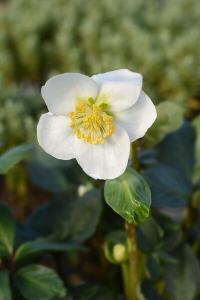 Helleborus niger 'Christmas Carol'