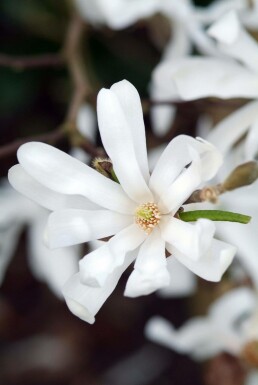 Magnolia stellata C3 40-50