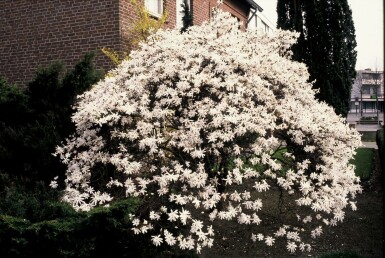 Magnolia stellata C3 40-50