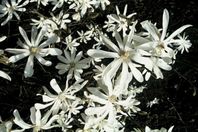 Magnolia stellata C3 40-50