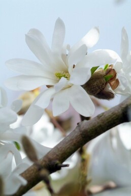 Magnolia stellata C3 40-50