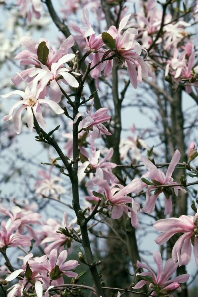 Magnolia stellata 'Rosea' C3 50-60