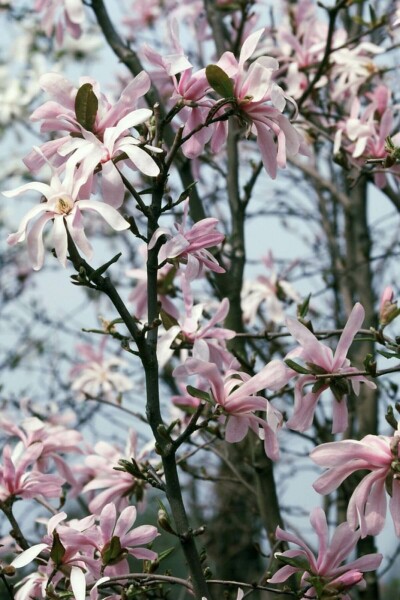 Stermagnolia Magnolia stellata 'Rosea' Pot