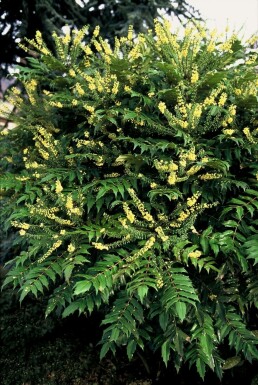Mahonia × media 'Winter Sun' C20 40-60